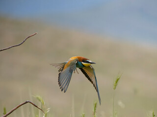 European bee-eater, Merops apiaster