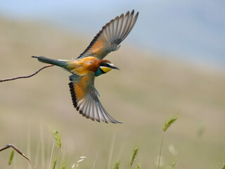 European bee-eater, Merops apiaster