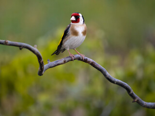 Goldfinch, Carduelis carduelis