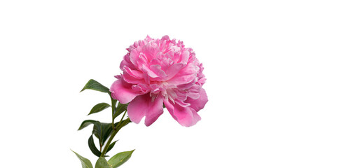 beautiful peonies in a vase on a white background