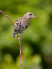 Greemfinch, Chloris chloris