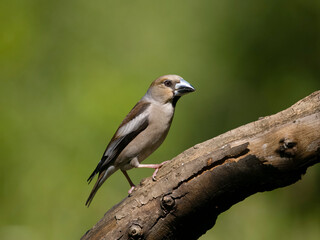 Hawfinch, Coccothraustes coccothraustes