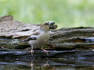 Hawfinch, Coccothraustes coccothraustes
