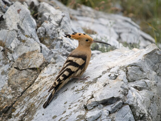 Hoopoe, Upupa epops