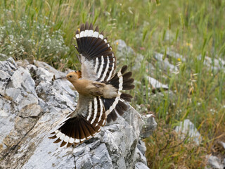 Hoopoe, Upupa epops