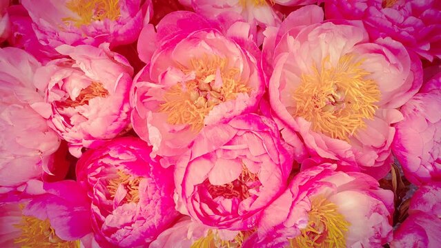 Pink rose flowers floral pattern