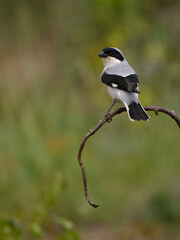 Lesser grey shrike, Lanius minor