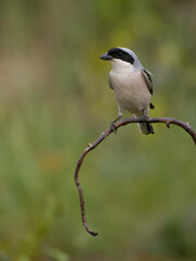 Lesser grey shrike, Lanius minor