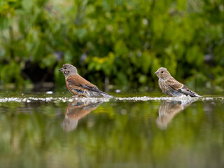 Linnet, Linaria cannabina,