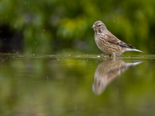 Linnet, Linaria cannabina,