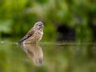 Linnet, Linaria cannabina,