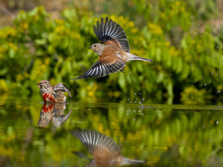 Linnet, Linaria cannabina