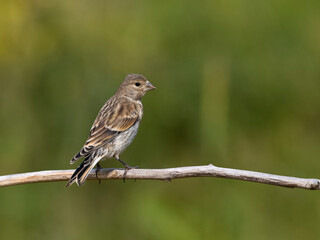 Linnet, Linaria cannabina