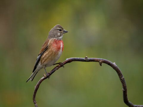 Linnet, Linaria cannabina,