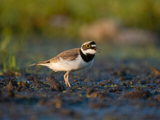 Little-ringed plover, Charadrius dubius,