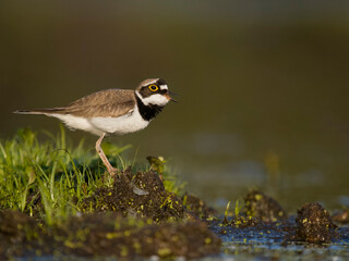 Little-ringed plover, Charadrius dubius,