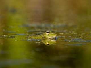 Marsh frog, Pelophylax ridibundus