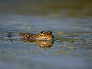 Marsh frog, Pelophylax ridibundus