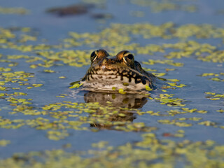 Marsh frog, Pelophylax ridibundus