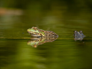 Marsh frog, Pelophylax ridibundus