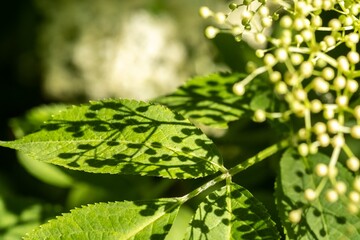 Beautiful floral background and shadow pattern. Blooming elderberry and green leaves.