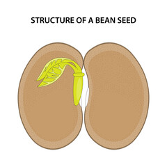 Structure of a Bean Seed. Diagram unlabelled.