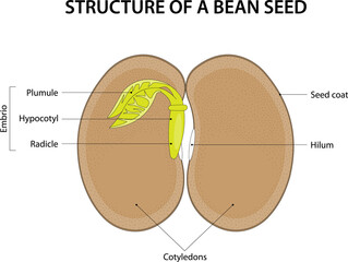 Structure of a Bean Seed. Diagram labelled. - obrazy, fototapety, plakaty