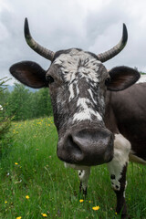 portrait of a cow