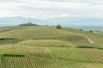 Vines flourishing on stony and volcanic soils. This gives excellent wines with a particularly strong mineral character.