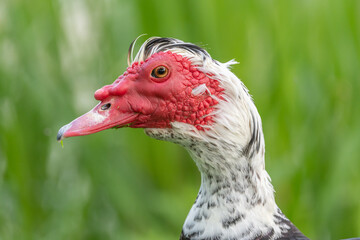 Muscovy duck (Cairina moschata) portrait in a park in spring.