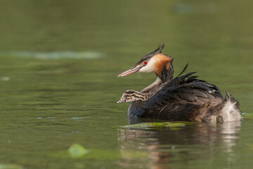 Great Crested Grebe (Podiceps cristatus) with her chicks a few days old on a river.