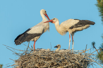 White stork couple (ciconia ciconia) on the nest with their chicks.