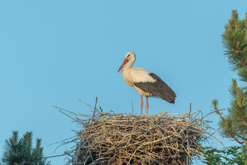 White stork (ciconia ciconia) on the nest.