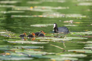 Eurasian coot (Fulica atra) bringing food to her chicks on a river.
