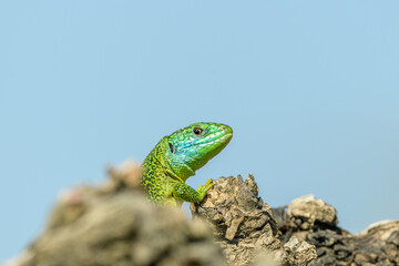 Western green lizard (Lacerta bilineata) male basking in the sun in the brush.