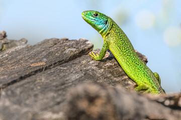 Western green lizard (Lacerta bilineata) male basking in the sun in the brush.