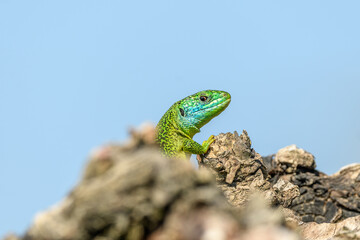 Naklejka na ściany i meble Western green lizard (Lacerta bilineata) male basking in the sun in the brush.