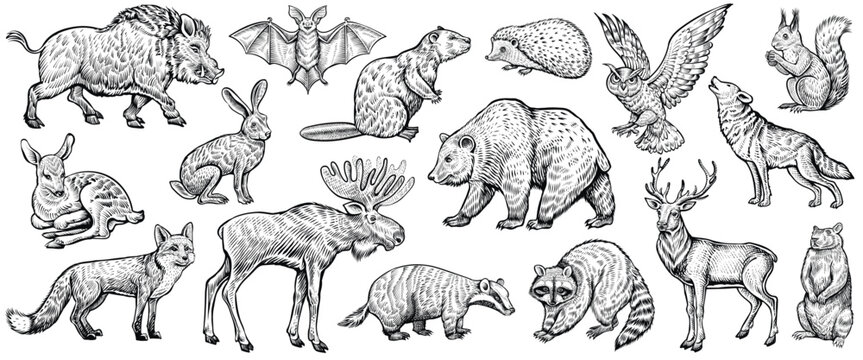 Forest animals, vector sketch. Deer, fox, wolf, raccoon, moose, owl, and other wild woodland animals. Collection of vintage-style illustrations.