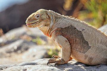Barrington land iguana on Santa Fe Island, Galapagos National Park, Ecuador