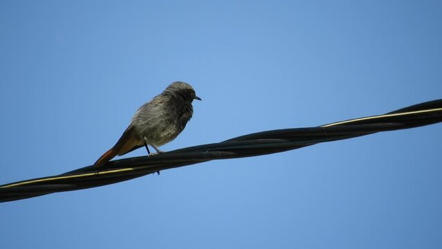 the black redstart bird sits on a three-core power electric cable, sings and flies away against the backdrop of a blue sky on a sunny summer day