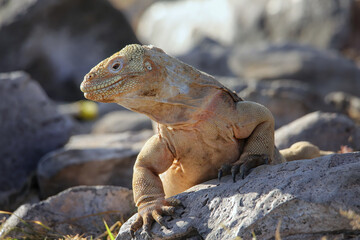 Barrington land iguana on Santa Fe Island, Galapagos National Park, Ecuador