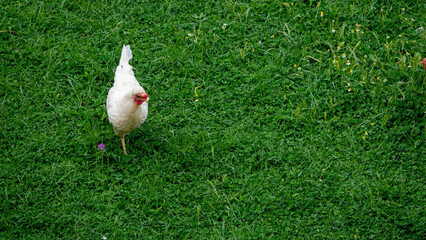 Hen on the green grass on the farm walks freely. A healthy chicken crawling in the green grass in the garden.