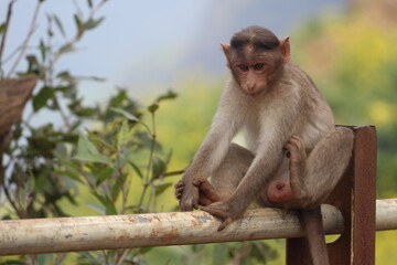 monkey sitting on a side bar