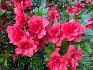 A Red azalea plant blooming in the spring in a garden in Salem Oregon