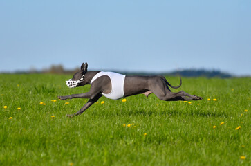 Mexican Hairless Dog pursues bait in the field