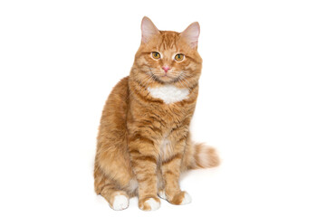 Red, serious cat sits and and looks