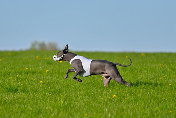 Standart size Xoloitzcuintli pursues bait in the field