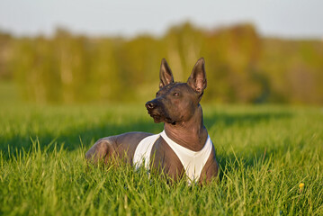 Mexican Hairless Dog resting on grass