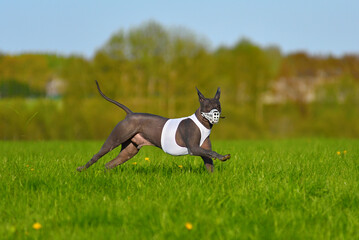Mexican Hairless Dog running lure coursing
