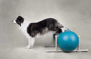 Dog fitness trainig on a sports ball